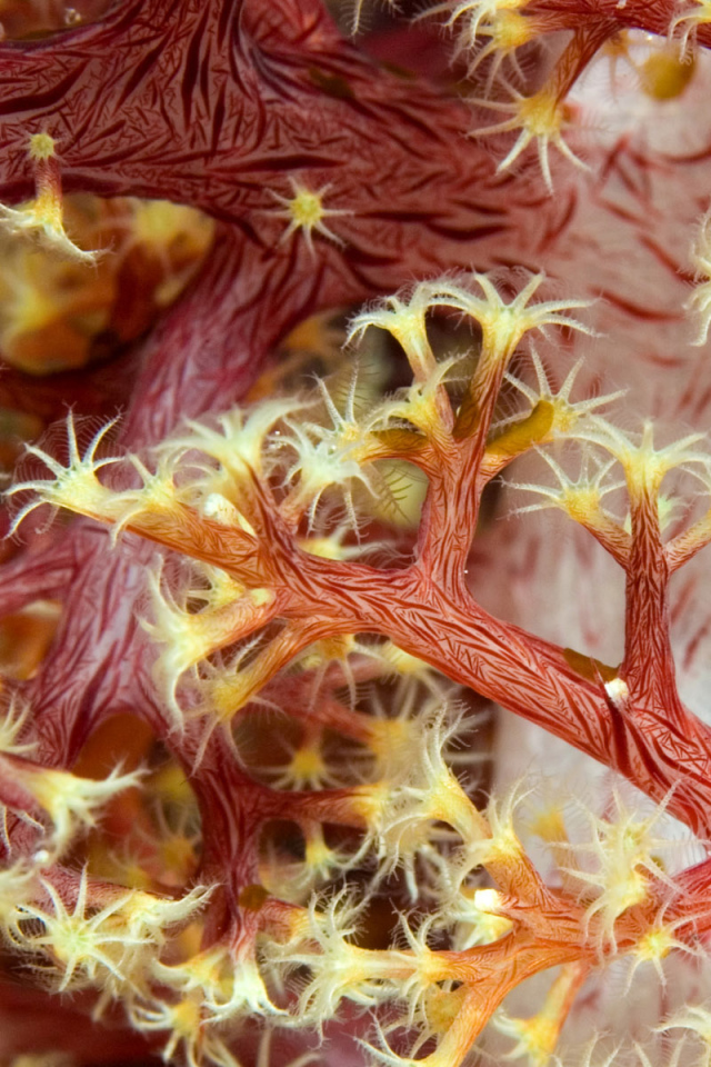 Красные кораллы