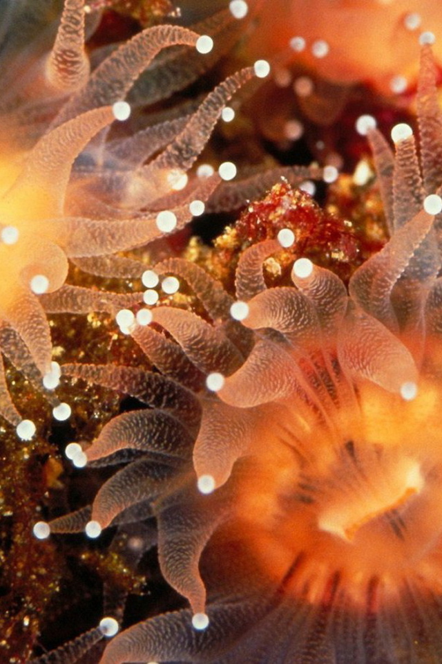 Морские анемоны