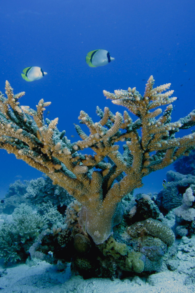 Морское дно Кораллы