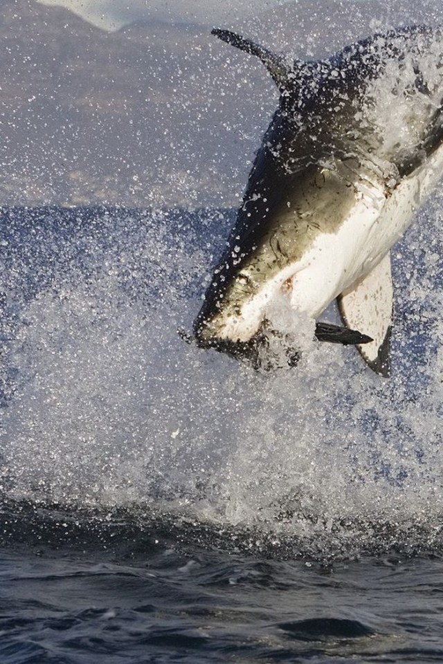 Акула в нападении