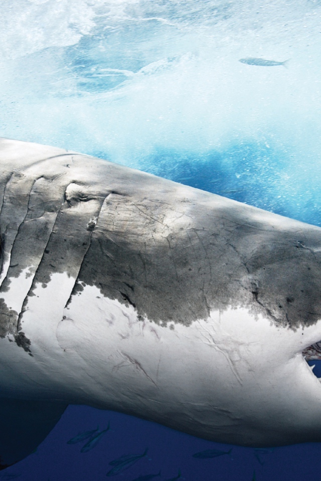 Акула людоед Шарм Эль Шейх