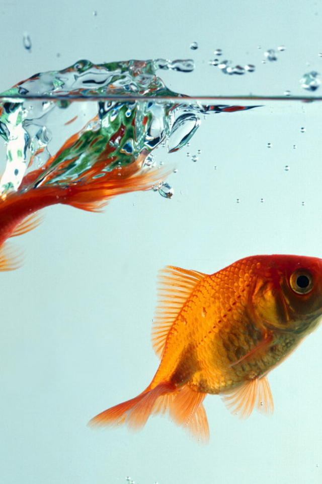 Рыбки золотые