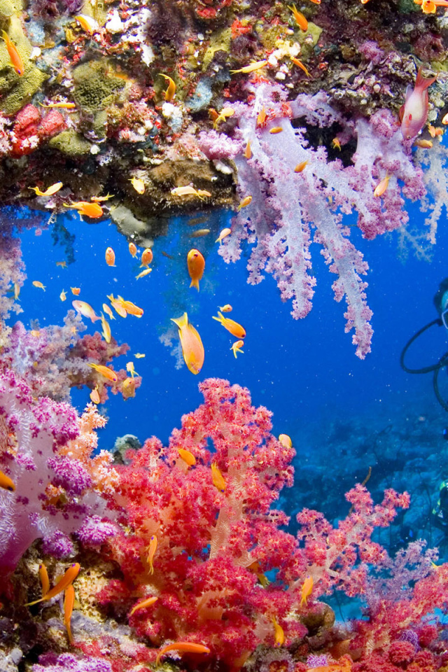 Красота подводного мира