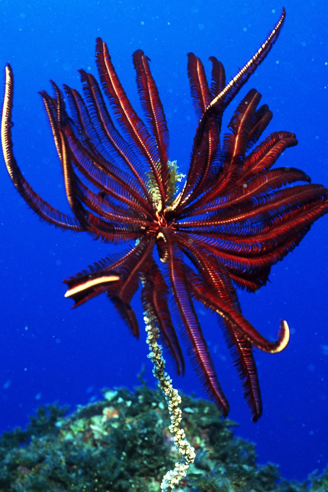 Подводный мир Красного моря