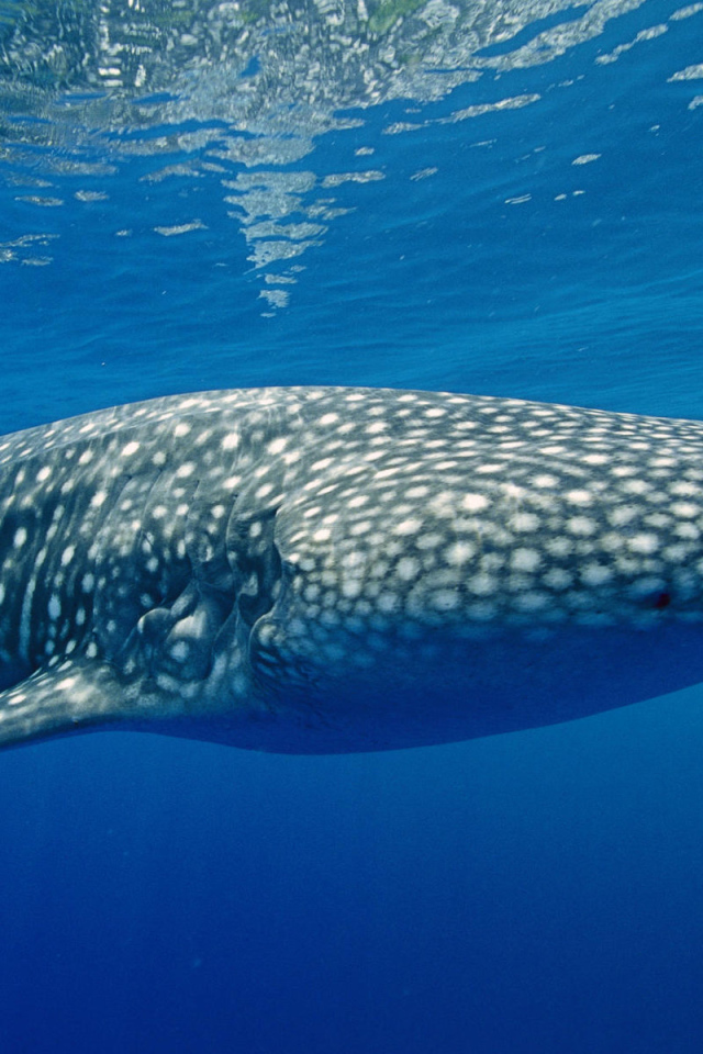 Тигровая акула