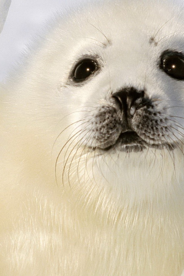Малыш тюлень