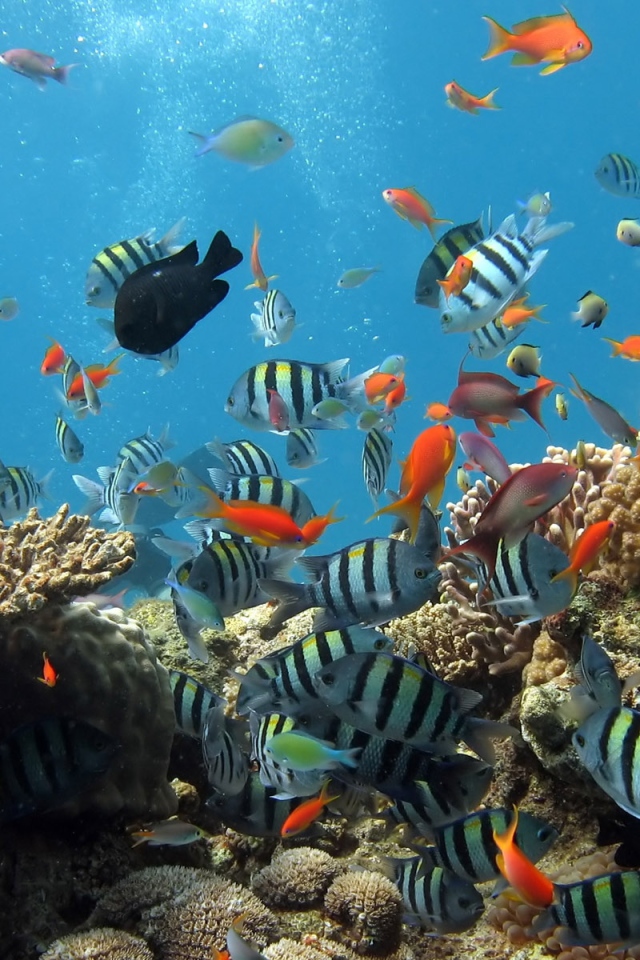 Аквариум рыбки на рабочем столе