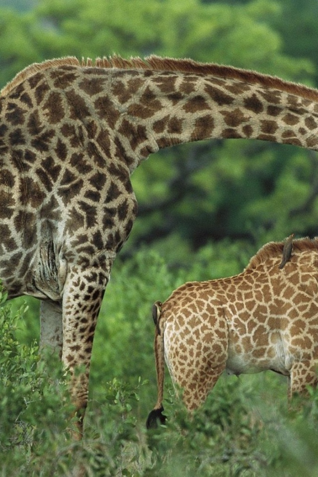 Семья жирафов