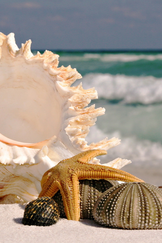Морские ракушки