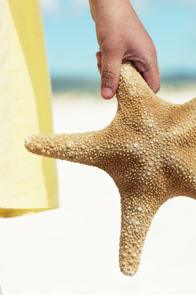 Морская звезда в руке