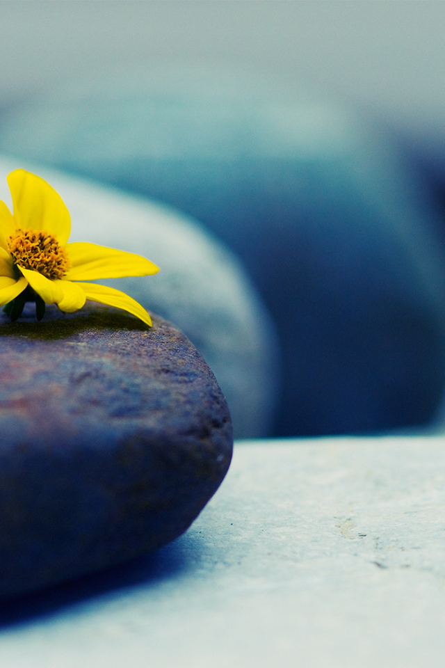 Камни и цветок