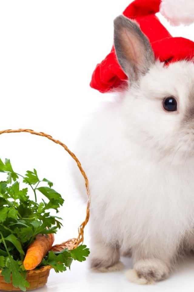 Кролик в колпаке