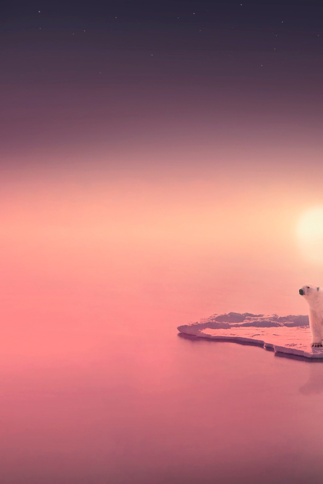 Медведь путешественник