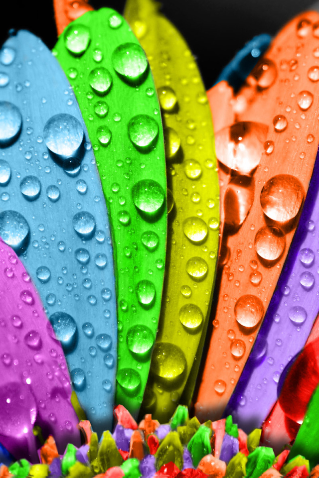 Цветные лепестки