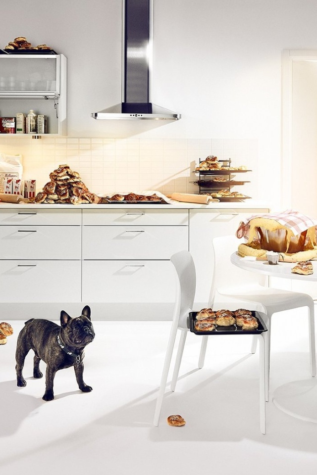 Собачье счастье