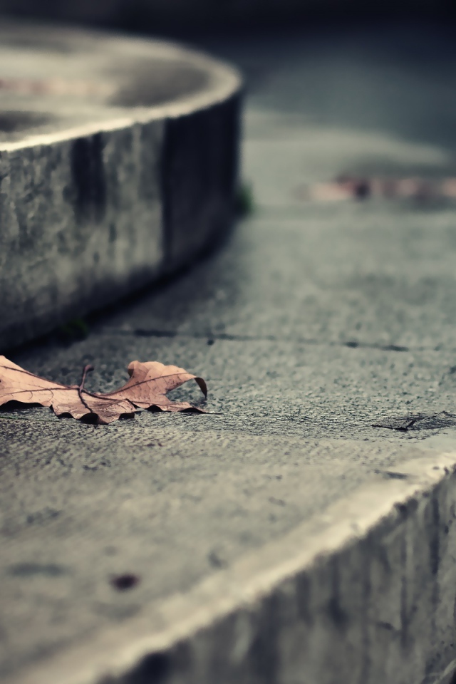 Листья на ступеньках