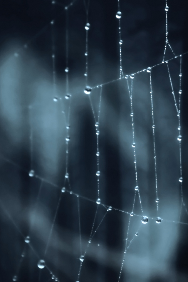 Паутина паук лес