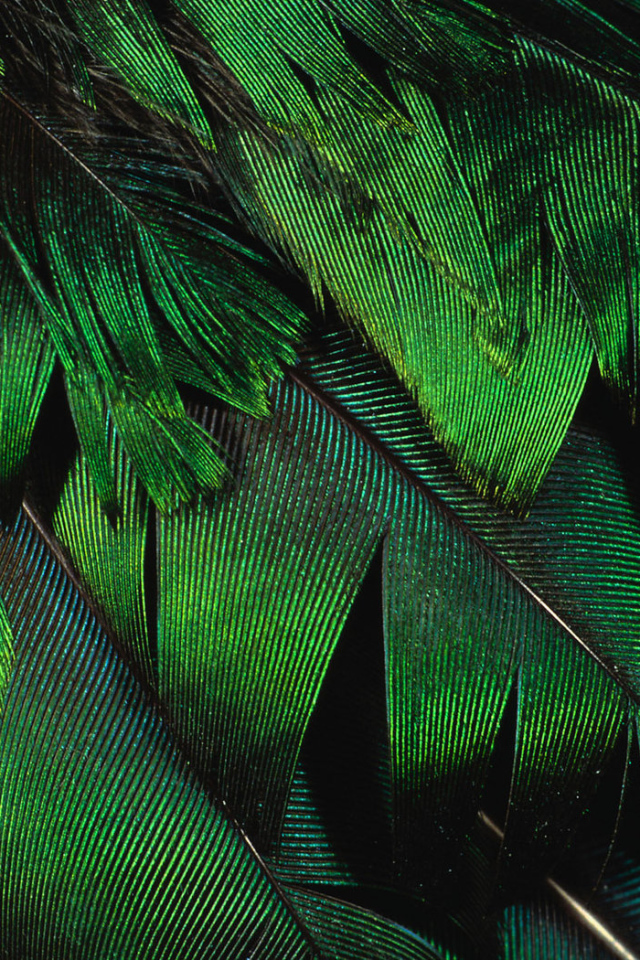Зеленые перья павлина