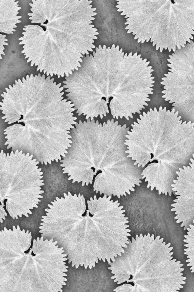 Белые листья