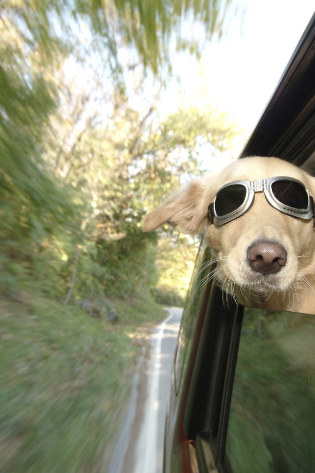 Любитель скорости