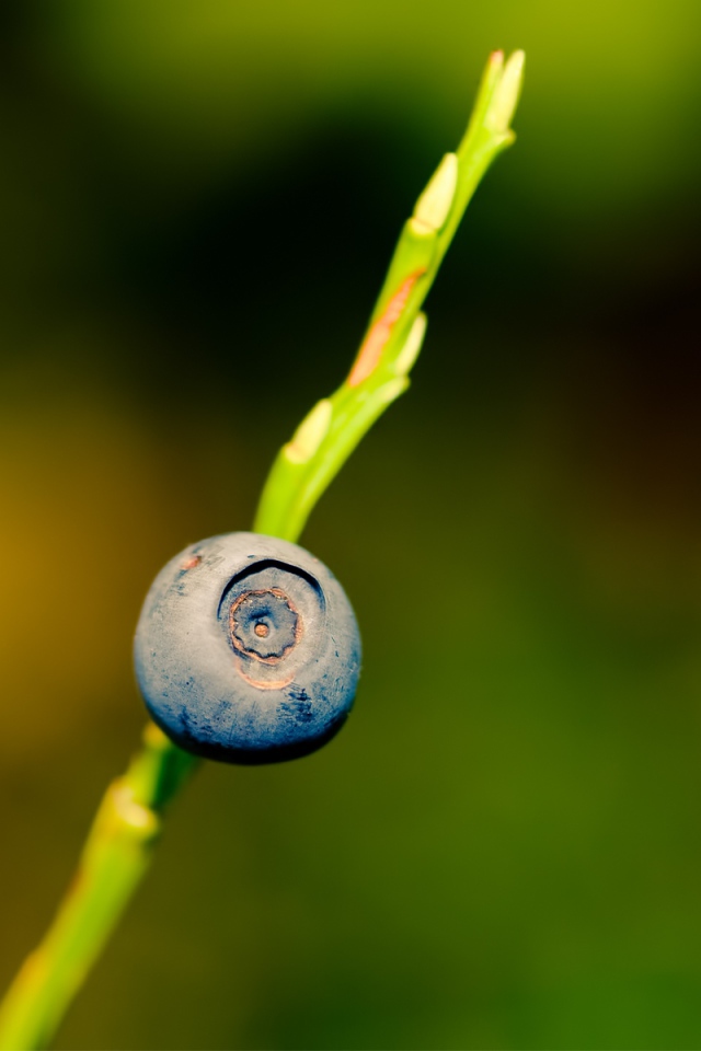 Ягода черника