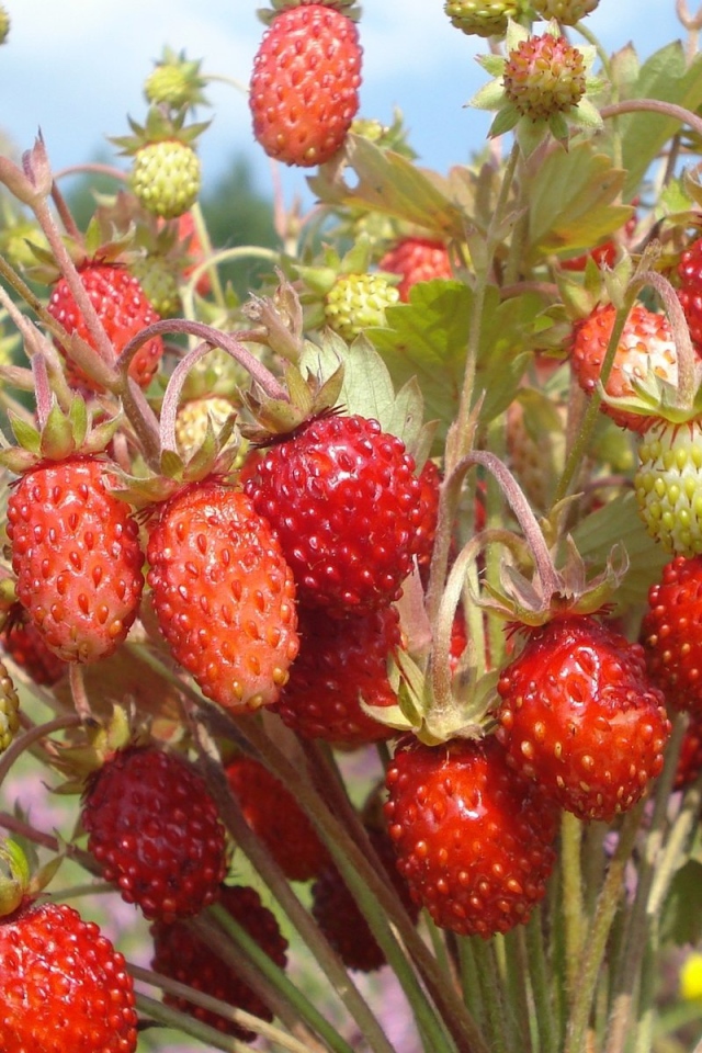 Пучок земляники