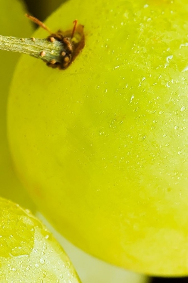 Виноград на веточке