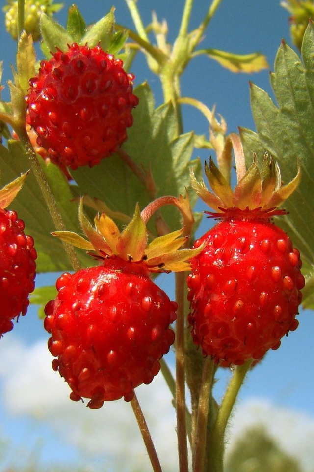 Земляничка