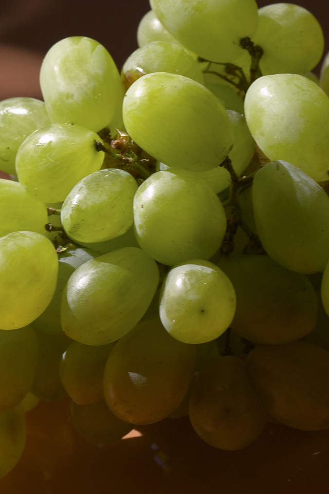 Виноградная лоза