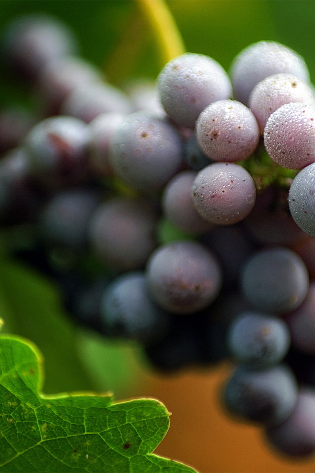 Виноградная лоза