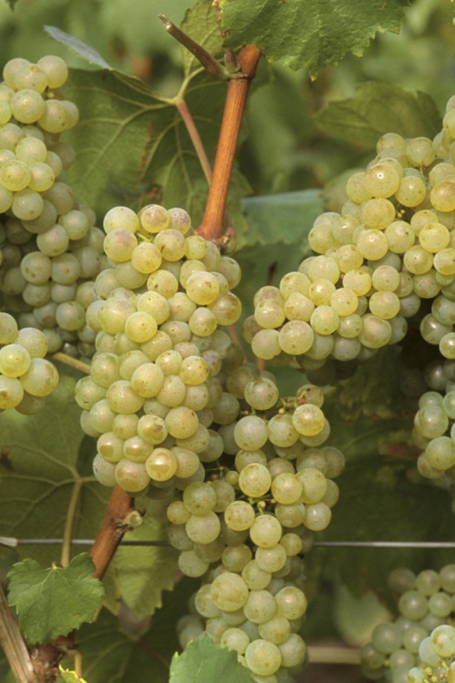Виноградная лоза