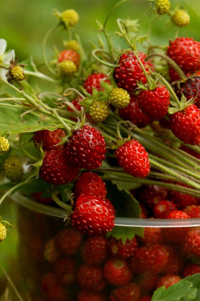 Стаканчик земляники