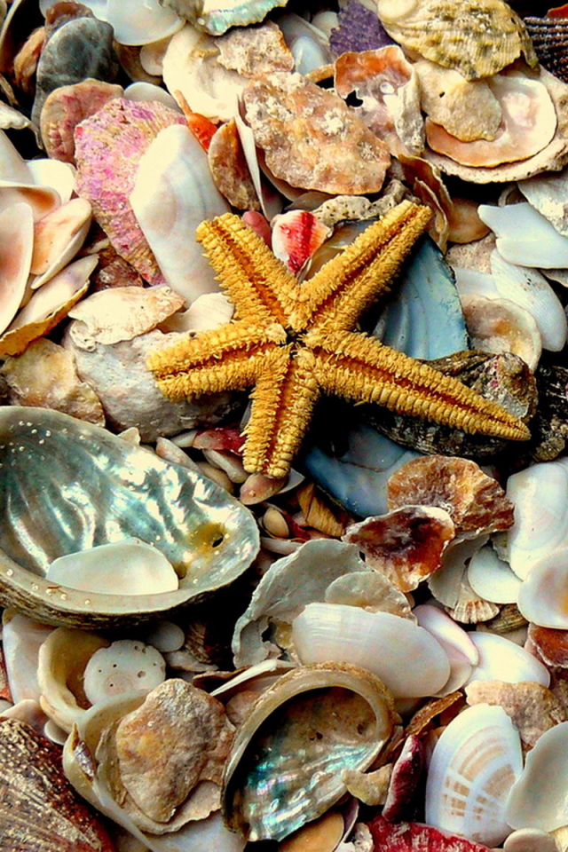 Морские сокровища