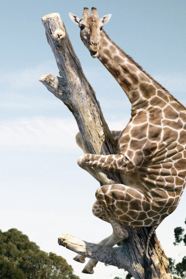 Испугавшийся жираф