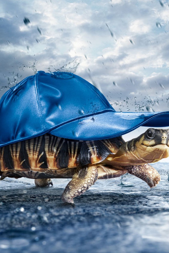 Черепаха в кепке