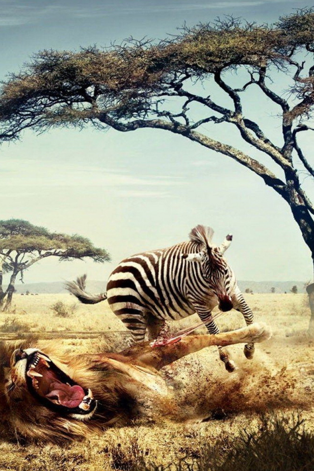 Зебра напала на льва
