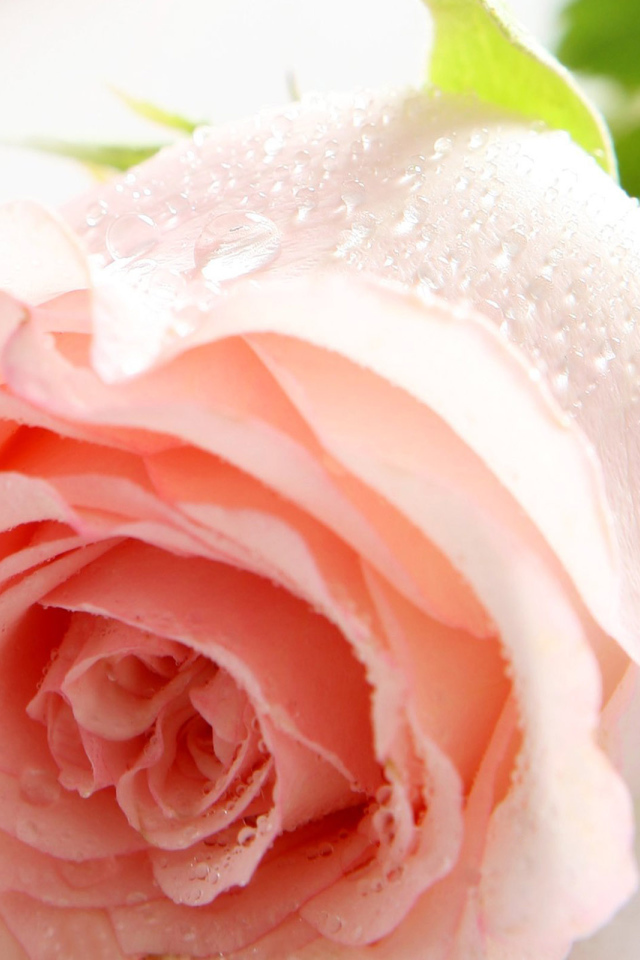 Цветы на праздник