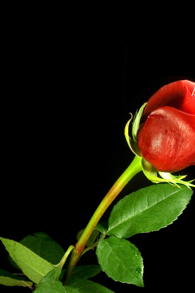 8 Марта Международный женский день