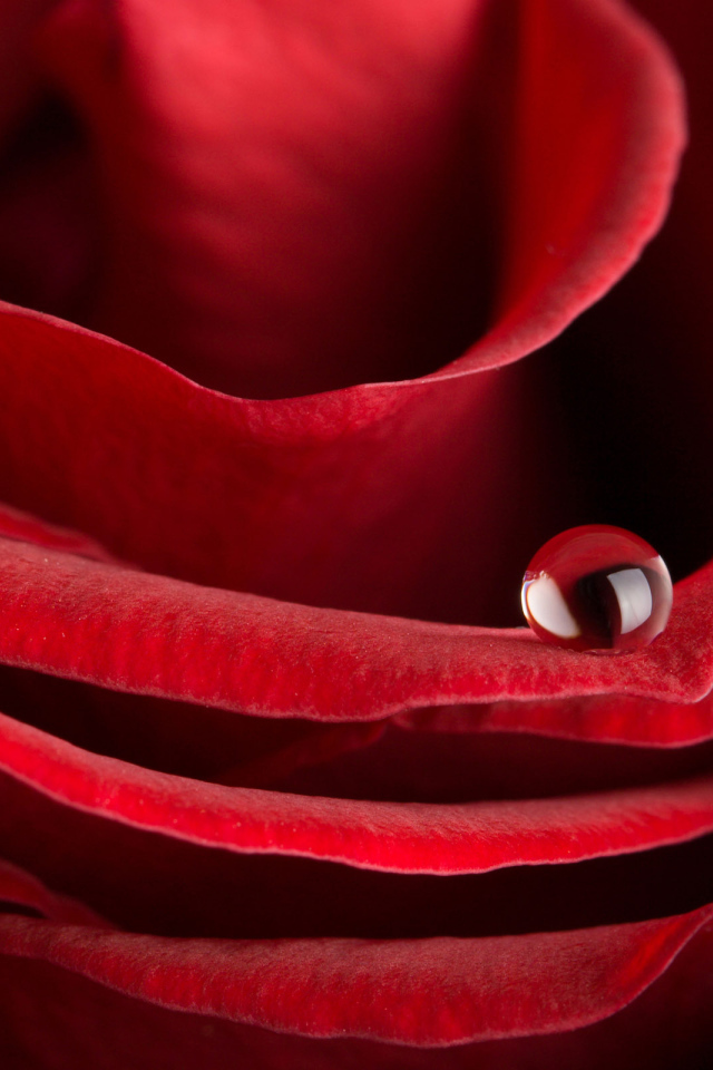 Красная роза на 8 марта