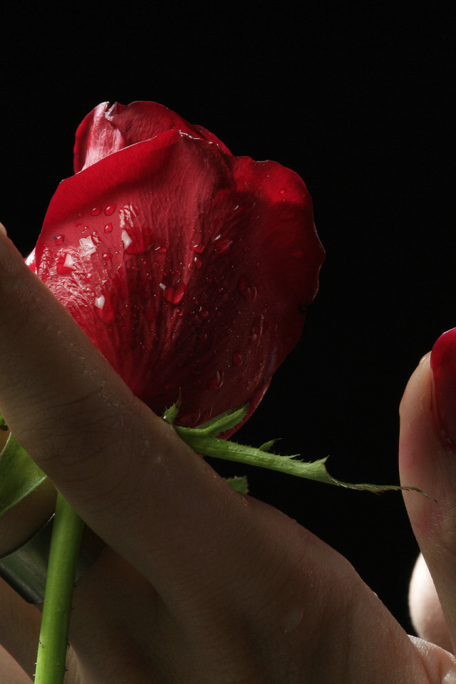 Роза в руках девушки