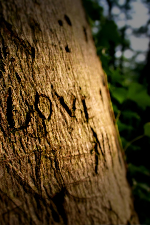 Надпись на дереве