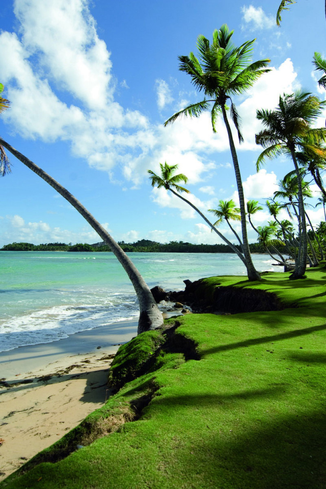 Прибрежные пальмы