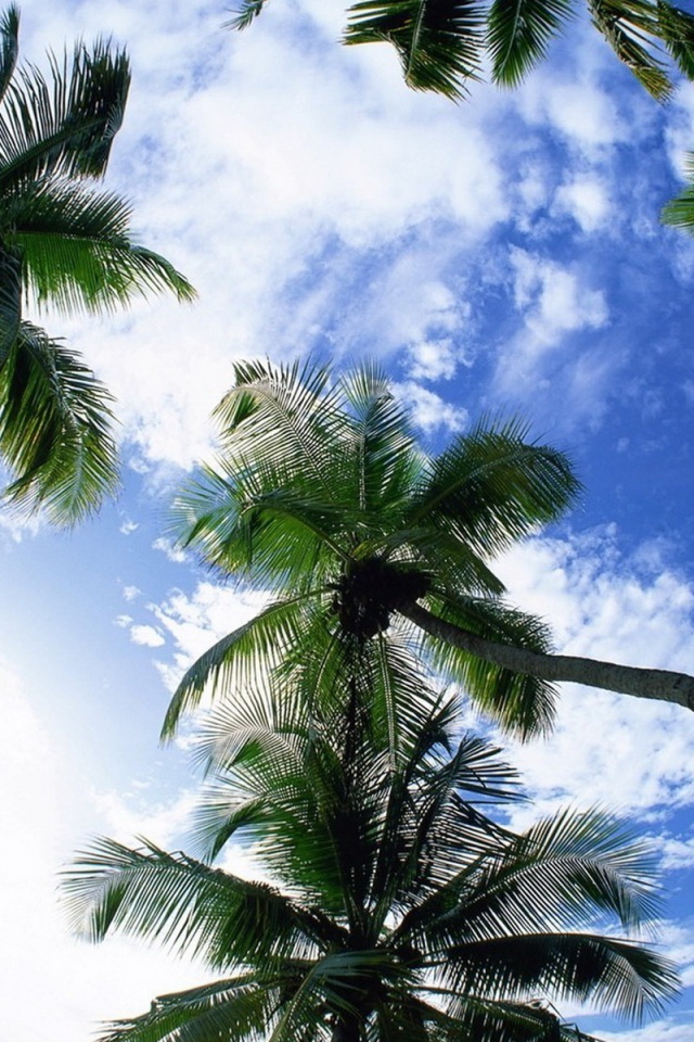 Небо и пальмы