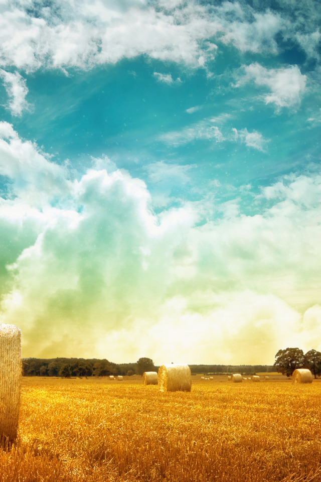 Тюки сена на поле