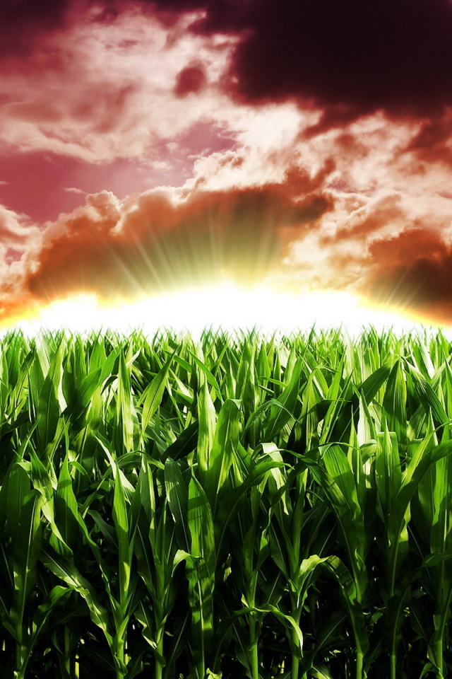 Кукурузное поле на рассвете