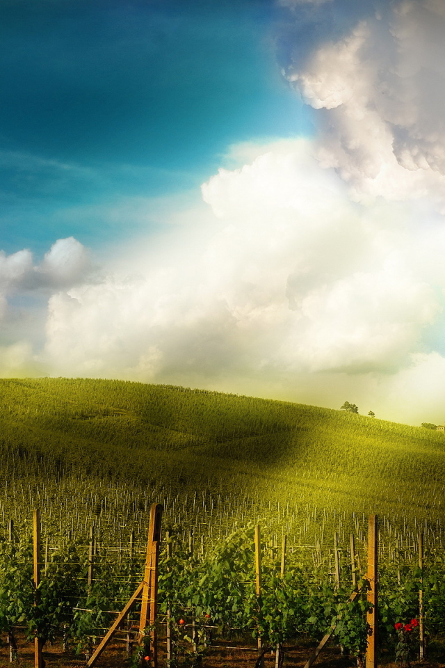 Поле-плантация