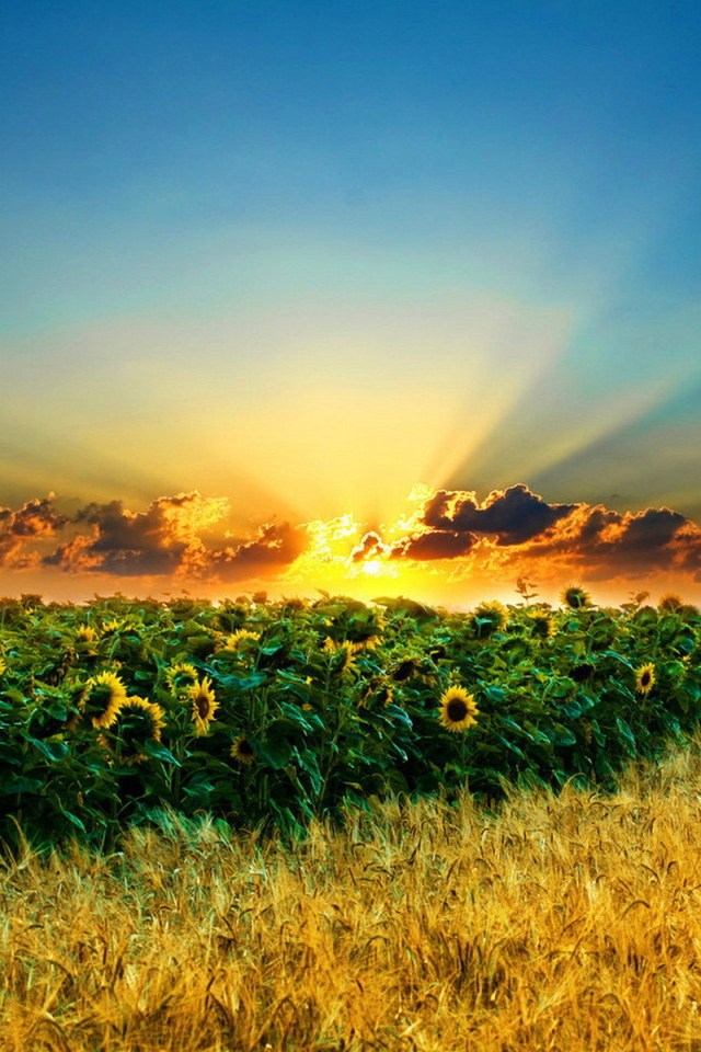 Поле подсолнухов и пшеницы