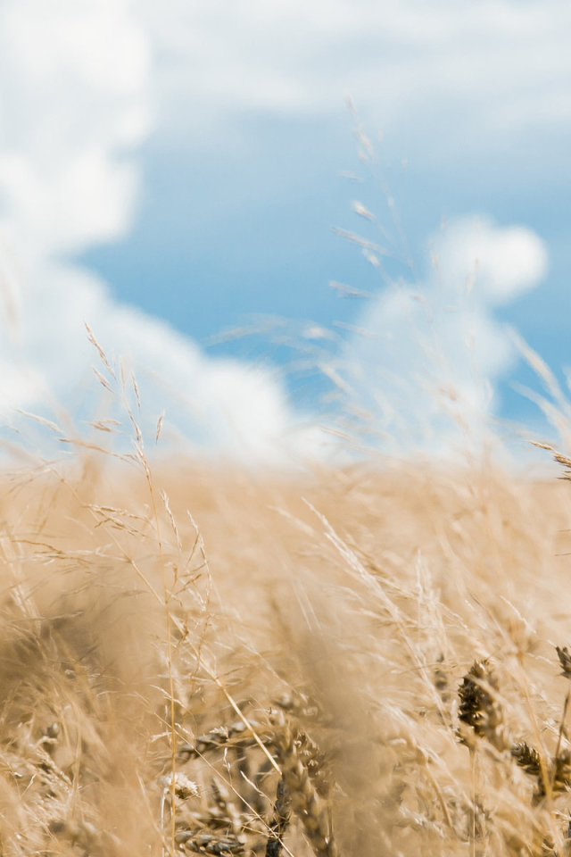 Хлебное поле