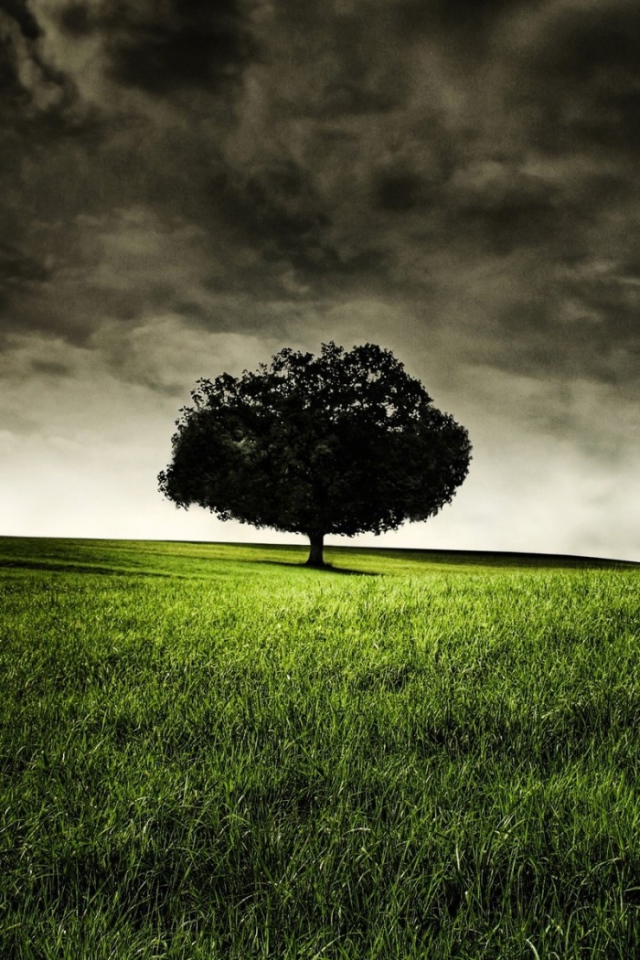 Запретное дерево Эдема