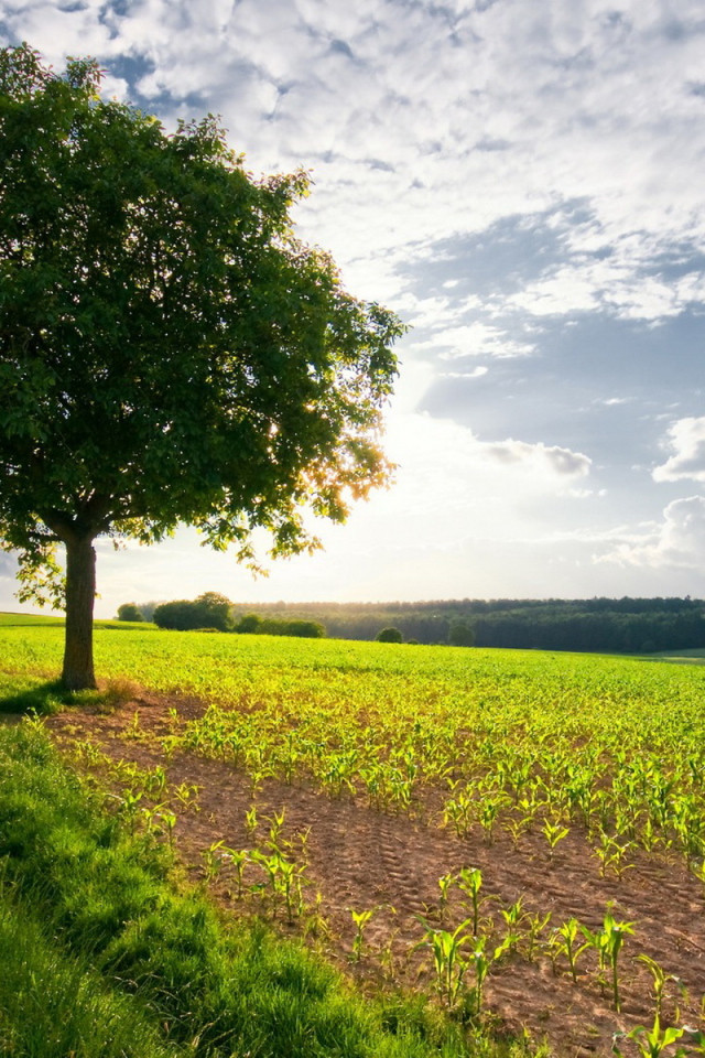 Дерево в поле